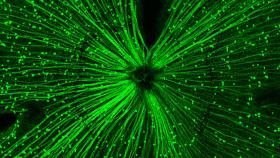 The expression pattern of the photoreceptor protein OPN5 in a mouse retina. The protein is sensitive to violet light and, as reported in a new study from a group of international researchers, plays an important role in the ability of violet light to stop the progression of myopia. This violet light effect has been previously reported, but now researchers are beginning to understand how it works. The prevalence of myopia has been growing worldwide, and it is especially common in Asian countries.