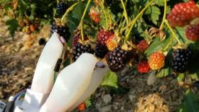 A prototype soft gripping robot prepares to grasp and gently pick a blackberry from its stem during preliminary testing. (Photo Courtesy: Yue Chen)