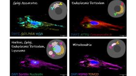 stem cell thumb