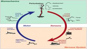 A group of scientists have proposed to define change in force over time as "yank." We don’t feel motion if it’s smooth. What we do feel is acceleration or deceleration: changes in speed over time. However, muscles appear to respond to changes in force over time.