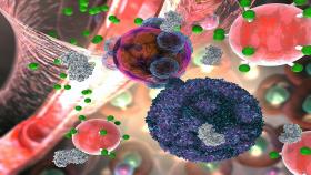 The activity sensor illustrated in reddish-pink with small, green attachments is shown here in its application to detect organ transplant rejection. T cells secrete the enzyme granzyme, here in gray, which kills cells but also severs the fluorescent green signal molecules from the activity sensing nanoparticle. The green signal molecules make their way into the urine, where they give off a fluorescent cue. Credit: Georgia Tech / EllaMaru Studios work for hire / press handout