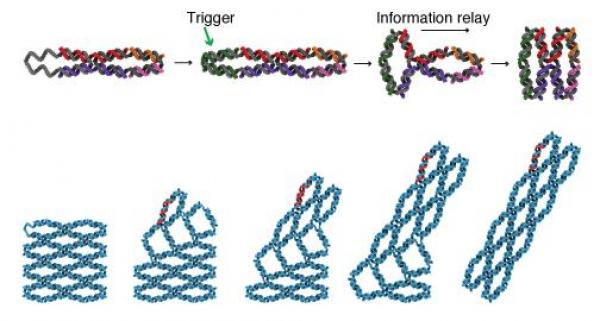 DNA arrays change shape in response to an external trigger.