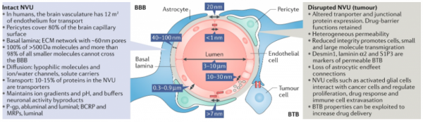 Figure: Physical and chemical properties of the blood–brain barrier (BBB) structure.