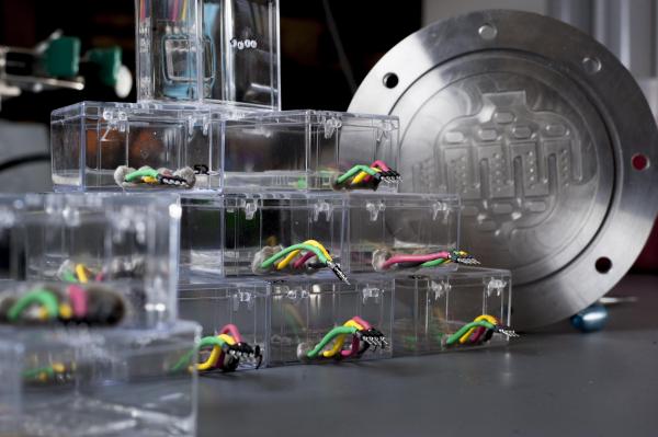 Microfluidic chips similar to these will contain artificial human coronary arteries for highly reproducible experiments with engineered HDL. In the background a mold for the high-throughput production of nanoparticles. The chips shown are microvessel mimicking chips. Credit: Georgia Tech / Christopher Moore