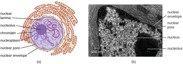 The nucleolus, at the center of the cell's nucleus, is the most prominent organelle without a membrane. It was once thought that it disappeared during cell division then reappeared. Since it exists in solution, in reality, it gets shaken up into pieces that come back together as one piece again. Credit: CNX OpenStax /  Download for free at http://cnx.org/contents/e42bd376-624b-4c0f-972f-e0c57998e765@4.4  / commons license