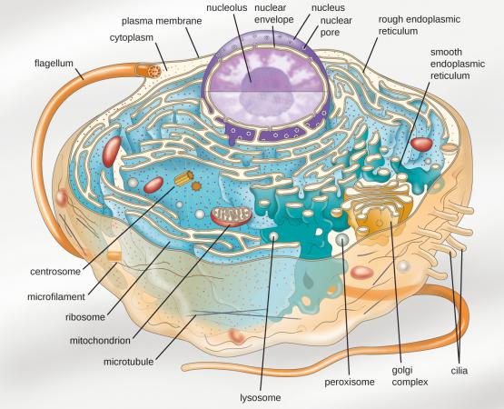 Inside the nucleus, seen here as a purple sphere, is a smaller purple sphere, the nucleolus, which is the most prominent membraneless organelle in our cells. Credit: CNX OpenStax /  Download for free at http://cnx.org/contents/e42bd376-624b-4c0f-972f-e0c57998e765@4.4  / commons license