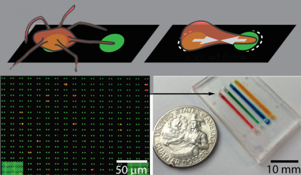 Biomedical engineers from Emory and Georgia Tech have devised a microfluidic device for the diagnosis of bleeding disorders, in which platelets can demonstrate their strength by squeezing two protein dots together.  
Top: platelets flexing. Lower left: rows of protein dots; platelets are visible in red. Lower right: size of the actual device. Adapted from Myers et al Nature Materials (2016).