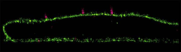 3D super-resolution microscopy cross-sectional image showing how the engineered antibody aPali works: aPali (green) is expressed on the cell surface and stops RSV particles (pink) from entering the cell.