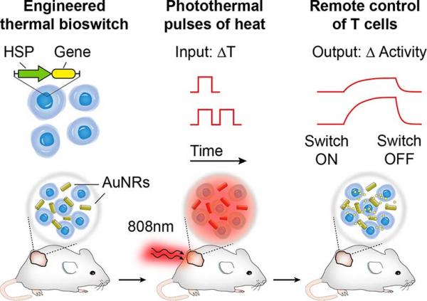 A graphic depiction of how the cancer-fighting remote control works: Near-infrared laser light gently pulsates onto gold nanorods that lightly heat cancer-killing T-cells in tumorous tissue. The heat activates a gene switch in the immune cells that massively boosts specific gene expressions, making the T-cells much more active. Credit: Georgia Tech / Kwong / Miller