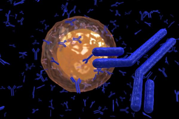 Lymphocyte producing antibodies