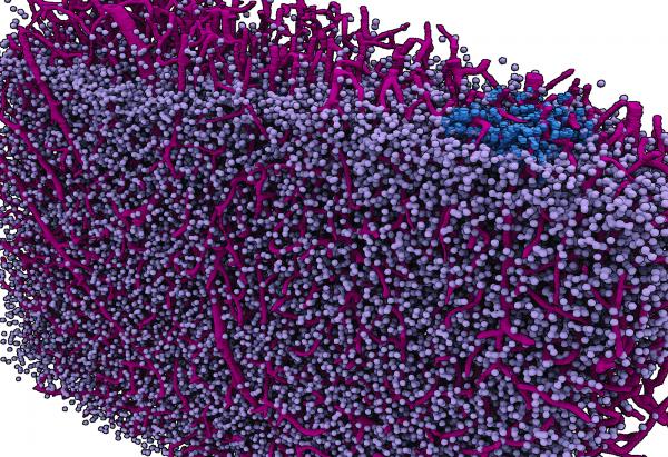 A "navigational map view" of a section of a mouse brain. Like the map view of an Earth imaging program, this image of a brain section takes cues from actual imaging performed with highest-energy X-rays at a synchrotron and turns them into a graphic depiction. The imaging concentrates on a mesa-scale of the brain analogous to the map view of Google Earth. The scale could be useful in studying how the brain computes.