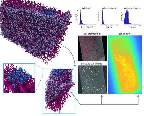 Like the map view of an Earth imaging program, this image of a brain section takes cues from actual imaging performed with highest-energy X-rays at a synchrotron and turns them into a graphic depiction. The imaging concentrates on a meso-scale of the brain analogous to the map view of Google Earth. The scale could be useful in studying how the brain computes.