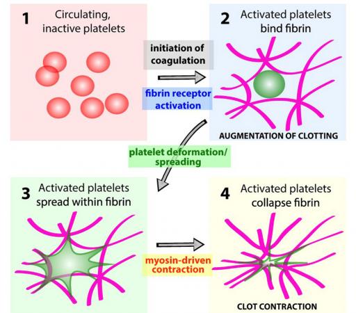 On activation, circulating platelets spread extensively within fibrin matrices and undergo significant shape changes. This schematic shows the activation steps. (Credit: Coulter Department of Biomedical Engineering)