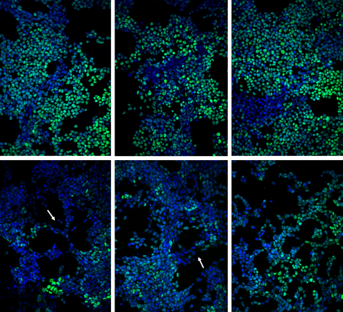 Image shows colony patterning and morphology after 24 and 48 hours of retinoic acid exposure, respectively, with adenylyl cyclase or gap junction inhibition compared to the vehicle control.  (Credit: Chad Glen, Georgia Tech)
