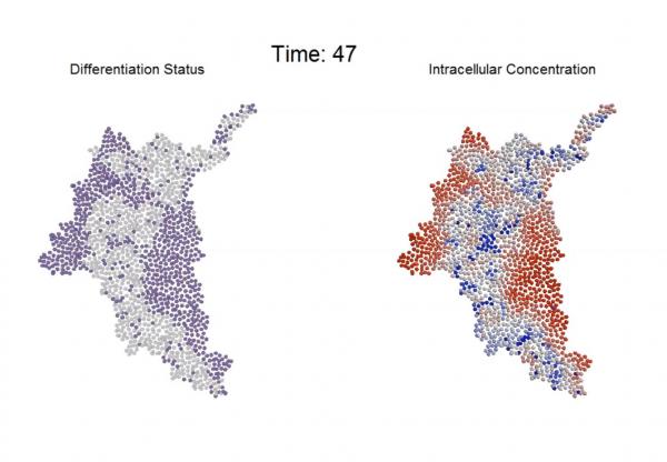 An agent-based computational model simulates the progression of intracellular molecular gradients and resultant differentiation patterns that emerge within a multicellular system. (Credit: Chad Glen, Georgia Tech)