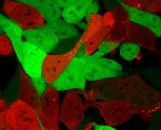 Cells that are normally bright green turn bright red after lipid nanoparticles have delivered an mRNA cargo encoding Cre. Cells that are red contain the mRNA, while green cells do not. (Credit: Daryll Vanover, Georgia Tech)