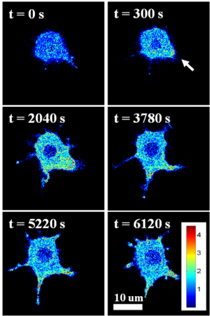 This image, produced with HyPer-Tau, shows the activation of macrophages in response to intracellular hydrogen peroxide that is generated in response to a bacterial toxin. (Credit: Tatiana Netterefield, Georgia Tech)