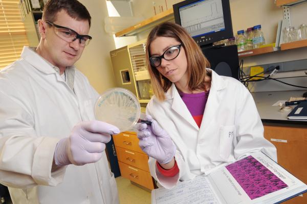 Associate Professor Tom Barker and Research Scientist Ashley Brown examine bacteria growing on a plate, part of a technique for evolving antibodies used in their research on platelet-like particles. (Georgia Tech Photo: Gary Meek)