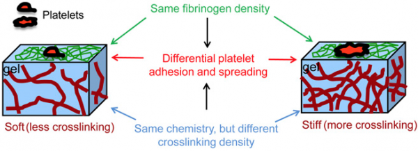 Image shows platelets spreading out on gel material. Researchers at Emory University and Georgia Tech have devised a way to separate the physical stiffness of the material where platelets spread out, from their biochemical properties. (Credit: Emory University)