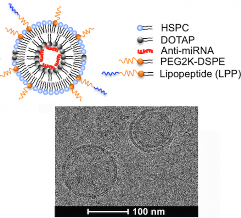 RNA nanoparticles