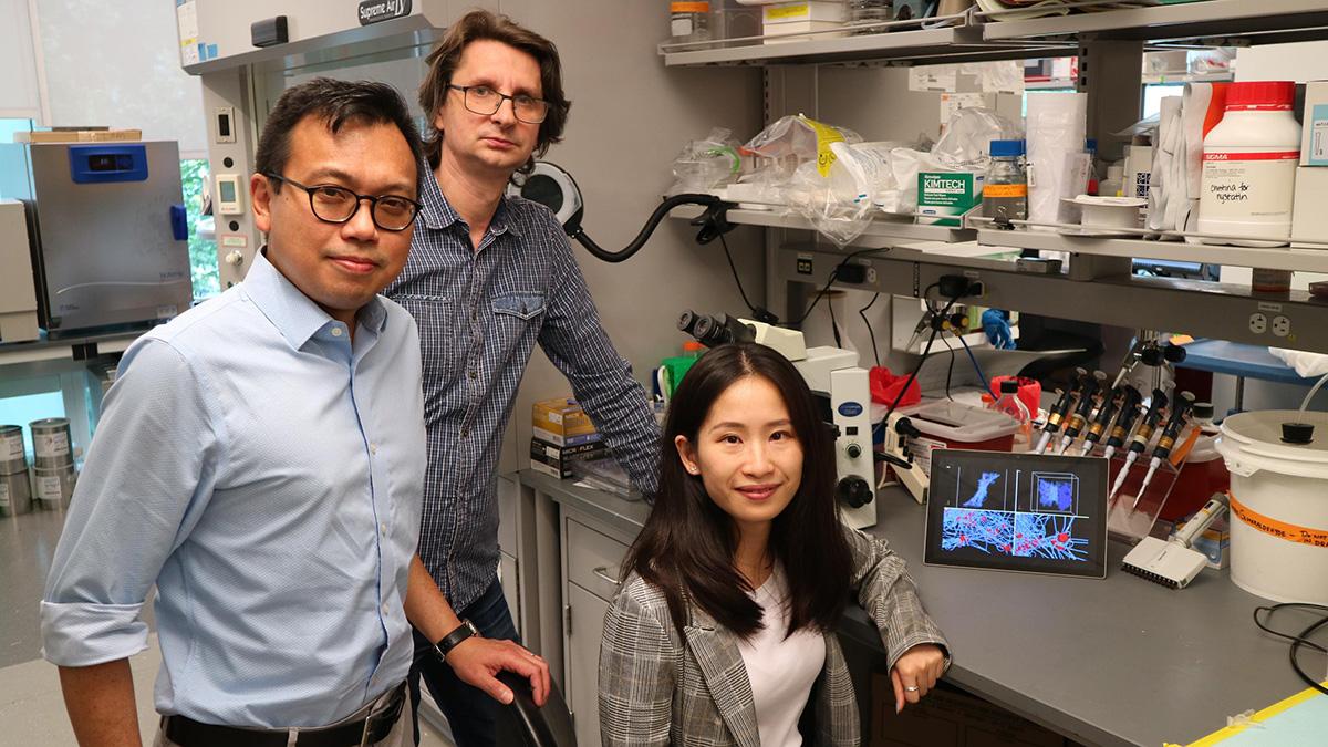 From left, researchers Wilbur Lam, Alexander Alexeev, and Yueyi Sun hope their findings open medical options for people with clotting issues. (Photo: Reginald Tran)