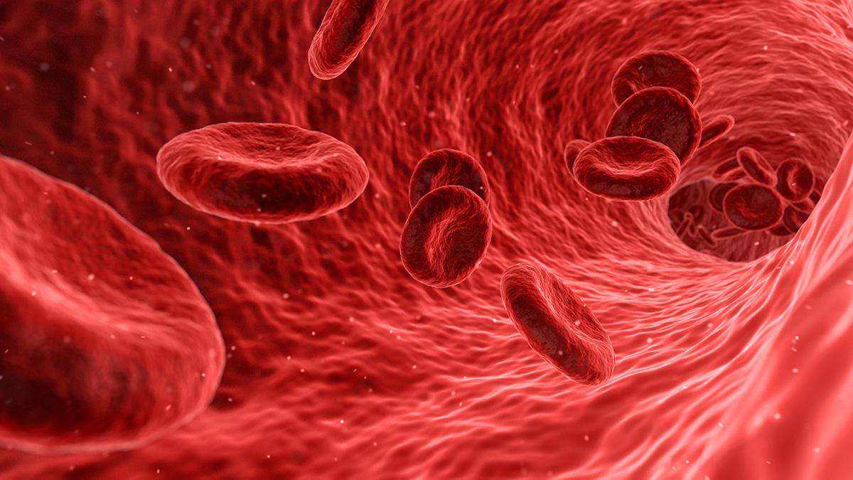 Illustration of red blood cells in a blood vessel. (Image Courtesy: Arek Socha via Pixabay)