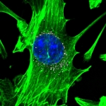 Comparison Shows Value of DNA Barcoding in Selecting Nanoparticles Comparison Shows Value of DNA Barcoding in Selecting Nanoparticles