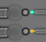 How Mechanical Force Triggers Blood Clotting at the Molecular Scale How Mechanical Force Triggers Blood Clotting at the Molecular Scale