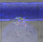 Engineers Create Miniature Self-sealing "Wound" Engineers Create Miniature Self-sealing "Wound"