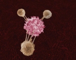 Remote-Control Shoots Laser at Nano-Gold to Turn on Cancer-Killing Immune Cells Remote-Control Shoots Laser at Nano-Gold to Turn on Cancer-Killing Immune Cells