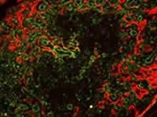 Immunoengineering Immunoengineering